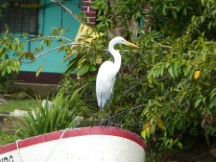 Bird on boat near Livingston, Guatemala.