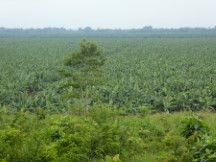 Farm between El Estor, Guatemala and Rio Dulce, Guatemala. (Ted think it was a Banana farm)