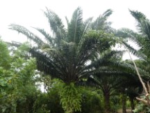 Palm tree with above photo’s pod of berries.