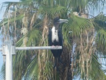 Mazatlán, Mexico – Bird on light post.