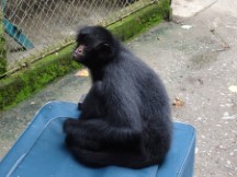 Monkey at Senda Verde Wildlife Sanctuary, Bolivia.