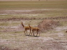 Near Uyuni, Bolivia 