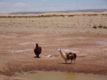 Near Uyuni, Bolivia 