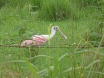 Formosa, Argentina - Roseate spoonbill