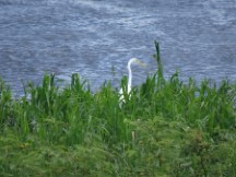 Formosa, Argentina - Great Egret 