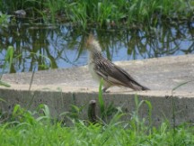 Formosa – not sure name of this bird 