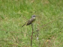Formosa, Argentina – Might be a tropical Kingbird 