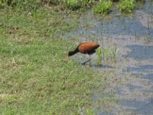 Formosa, Argentina – Not sure name of this bird 