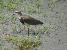 Formosa, Argentina - Southern Lapwing