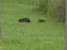 Asuncion, Paraguay - Might be Agoutis - Guasu Metropolitano Park