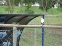 Asuncion, Paraguay - White monjita - Guasu Metropolitano Park
