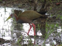 Asuncion, Paraguay - Giant wood rail - Guasu Metropolitano Park