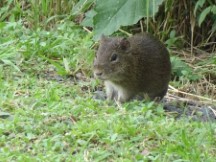 Asuncion, Paraguay – Might be an Agouti - Guasu Metropolitano Park
