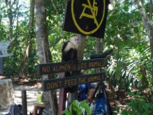 Monkey on do not feed animals sign at Manual Antonio National Park, Costa Rica.