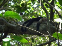 Tired monkey at Manual Antonio National Park, Costa Rica.