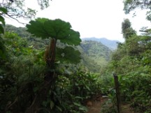 Canyon view at Monteverde Cloud Forest Reserve.