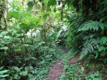 Trail at Monteverde Cloud Forest Reserve.