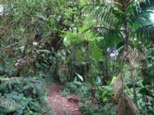 Trail at Monteverde Cloud Forest Reserve.