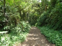 Trail at Monteverde Cloud Forest Reserve.