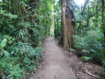Trail at Monteverde Cloud Forest Reserve.