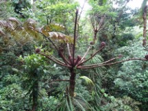 Monteverde Cloud Forest Reserve.