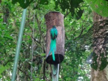 Quetzal getting into its nest at Monteverde Cloud Forest Reserve.