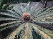 Plant at hotel in Monteverde, Costa Rica.