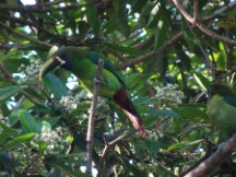 Birds in tree at hotel in Monteverde, Costa Rica.
