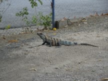 Lizard at hotel Ted where stayed at in Liberia, Costa Rica.