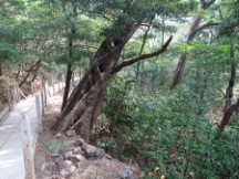 Trail at Rincón de la Vieja National Park.