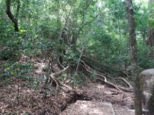 Trail at Rincón de la Vieja National Park.