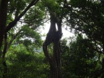 Rincón de la Vieja National Park.