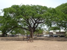 Big tree in the middle of a park near Ted’s bike in Liberia, Costa Rica.