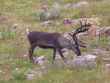 Reindeer between Skaidi and Alta Norway.