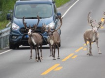 Reindeer in road stopping minivan between Skaidi and Alta Norway.  The passenger in the van is taking a photo of the reindeers with cell phone.