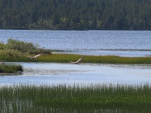 Birds flying over lake in Finland.  Ted did not see many interesting birds on his Norwegian trip.