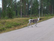 Reindeer crossing the road just north of the Artic Circle north of Överkalix, Sweden,