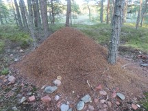 An ant pile at Norrfällsviken nature area near campground at Norrfällsviken, Sweden.