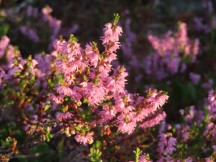 Flowers at Norrfällsviken nature area near campground at Norrfällsviken, Sweden.