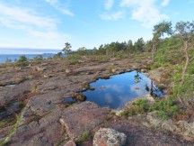 Puddle on trial to viewing tower at Norrfällsviken nature area near campground at Norrfällsviken, Sweden.