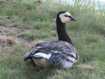 Barnacle goose seen on shore at Hudiksvall, Sweden.