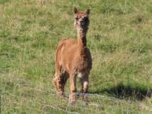 Animal looking at Ted south of Iggesund, Sweden.