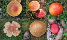 These are a few of the colorful mushrooms Ted saw in the far north of Norway, Finland and Sweden.
