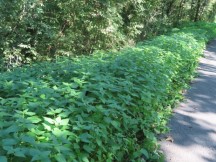 Bike trail lined with Stinging Nettles between Leipzig and Gera, Germany.
