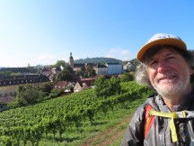 Grape vineyard seen from Michelsberg monastery Bamberg, Germany.