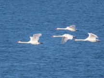 Swans flying over water between Vordingborg and Orehoved, Denmark.